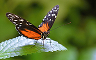 01 Tiger longwing (Heliconius hecale)